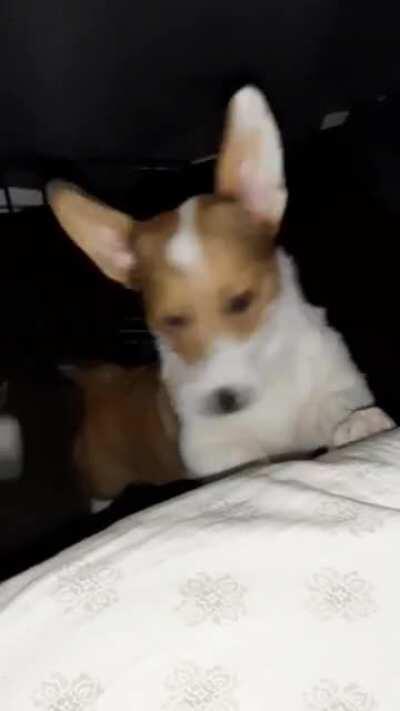 Introducing Cake! My first corgi! She's amazing but a little trouble maker (it's been almost 10 years since I've shared my life with a pup and I've only had Boxers).