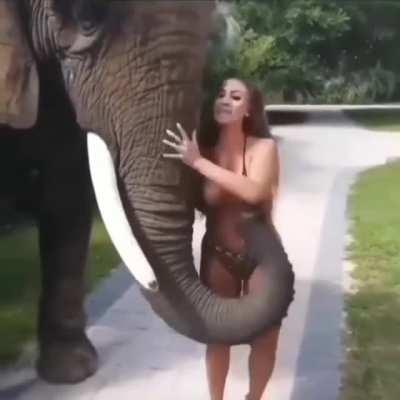Hmc while being harassed by an elephant 🐘
