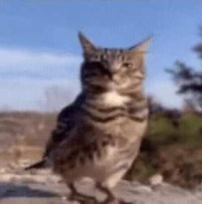 bircat of the day 426