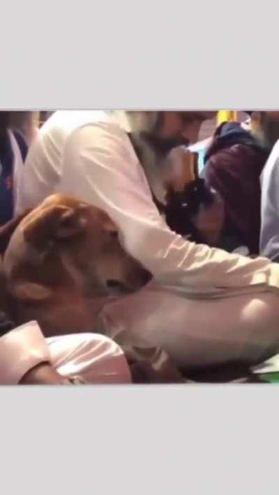 Stray dog joins sangat kirtan samagam