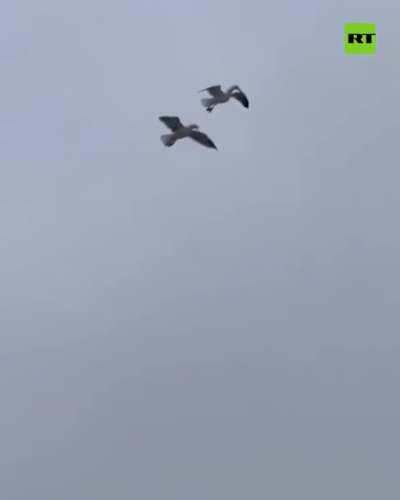 Seagull deploying recently manufactured companion