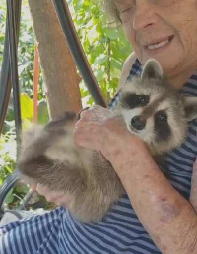 The look he gives..... Bouncing raccoon butt