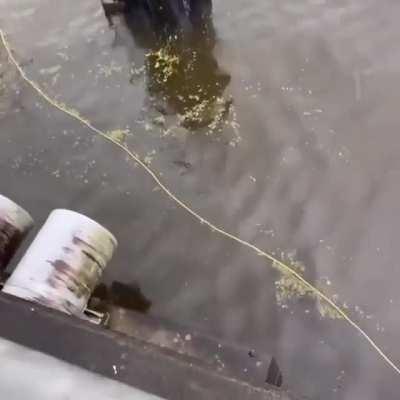 To save a fish