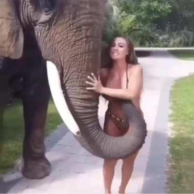 Un paquidermo Mujicano…