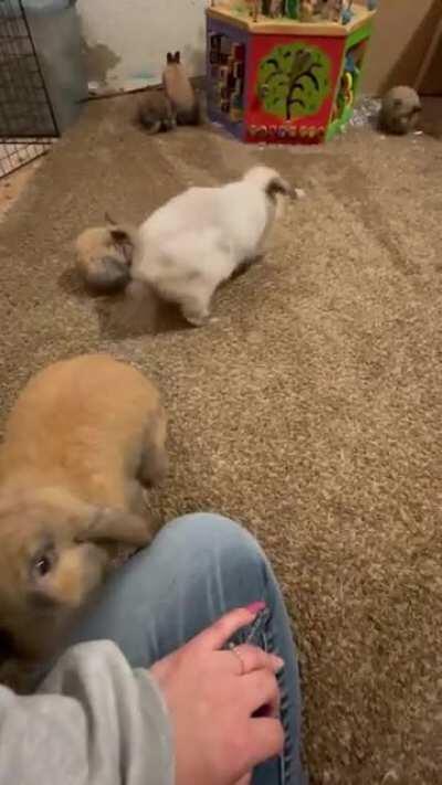 The fellowship of the Rabbit Aragon,Arwen,Frodo,Sam,Merry & Pippin 🐰🐰🐰🐰🐰🐰 I don't know if the babies are male or female🤷🏻‍♀️