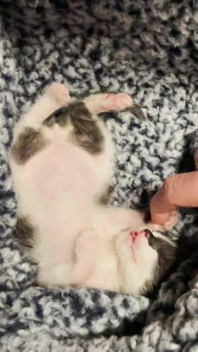 Bottle-feeding orphan kittens means waking up every 2-3 hours, but also…