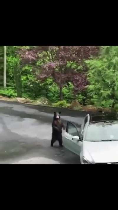 They scared the hell out of that bear