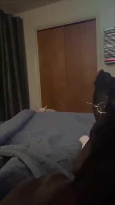 The Ninja cat carefully stalks it's prey before launching a swift and majestic attack...