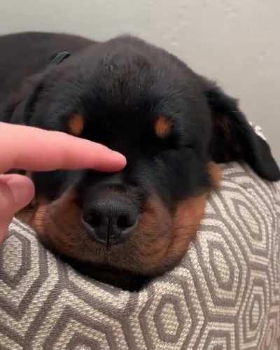 How to activate sleep mode for your puppy