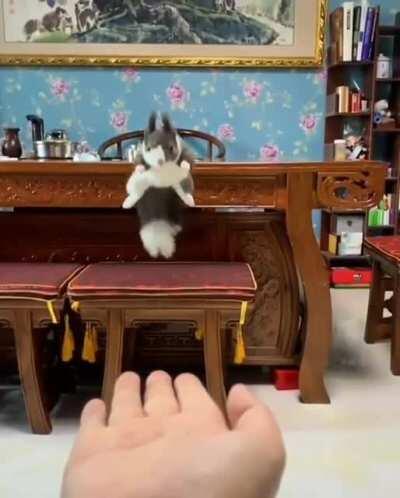 Squabbit u/therealdxm