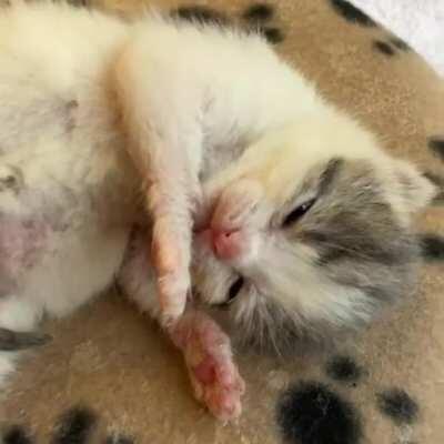 Meatball’s first boop