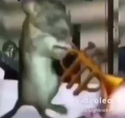 Aeeghhhh aghhh wiwwiwiwi wiwiiwi