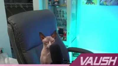 Vaush's Assassination (NO COPYRIGHT)