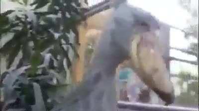 Meet the shoebill stork. Looks awesome, sounds like a machine gun.