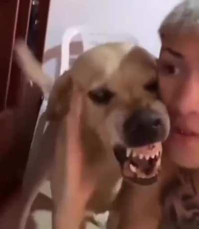 The dawg and the dog