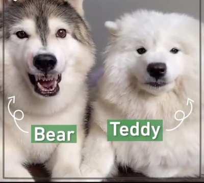 Bear got a new companion teddy yay🥺 (ps: huskies are so dramatic)