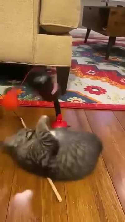 He's Rocky PawBoa! Fastest paws around