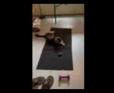 Mushu likes to play with his food