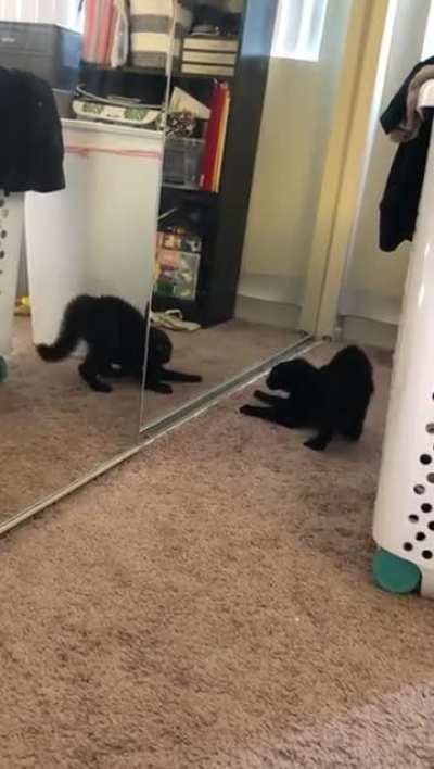 9 weeks kitten scared at her own reflection