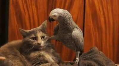 My favorite "u wot m8"