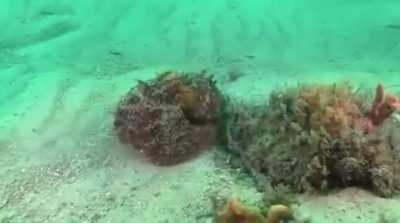 🔥 When your camouflage game is strong