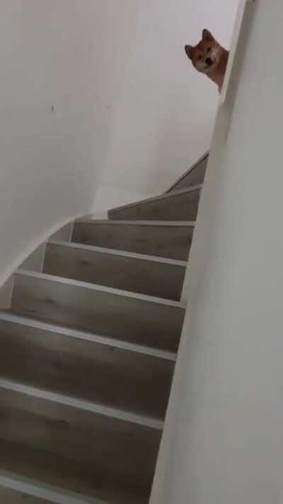 Still exploring his new home