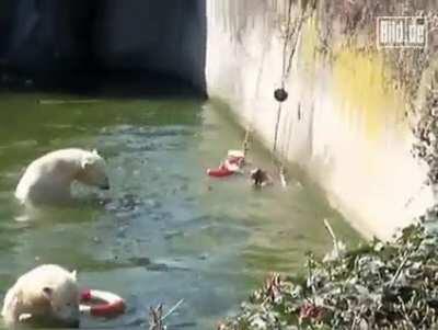 Bear Wanted A Piece Of Ass.