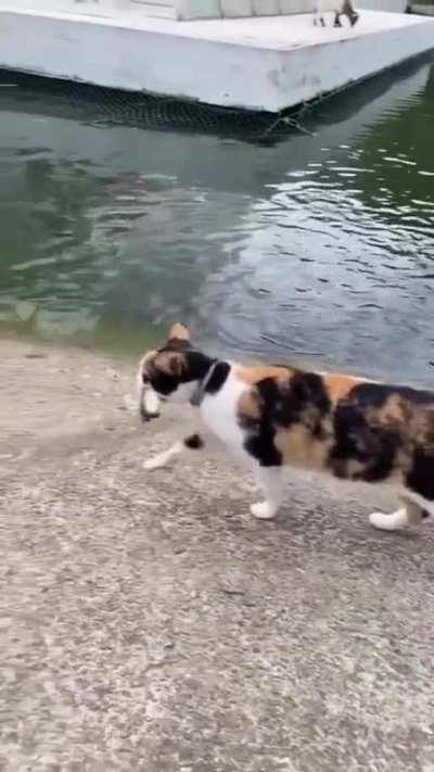 It’s now a cat fish.