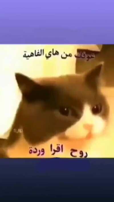 هلو هذا من جماعة دزة