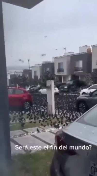 Birds in Mexico suddenly stop flying