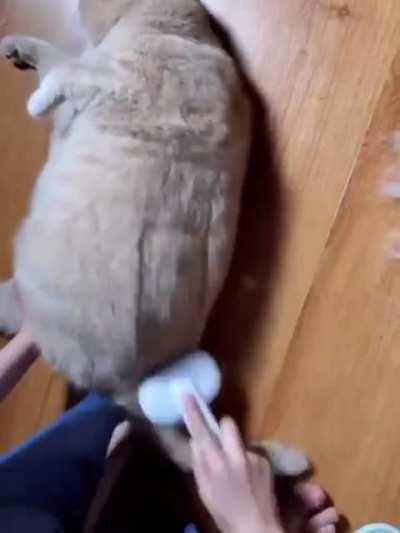 Daily brushing for my dandelion cat