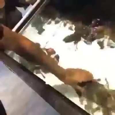 🦞 Lobster madness 🦞 