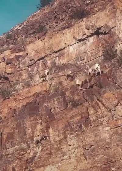 🔥 🔥 Goats climbing a mountain 🔥 🔥