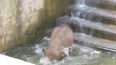 Baby elephant's first bath