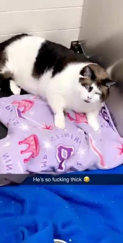 Reddit meet Joe-hovah’s Thickness, the only cat at the shelter in a dog kennel because he was too big for any cat space!
