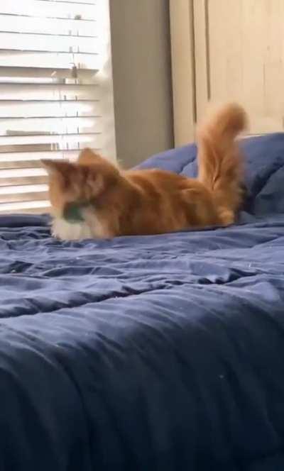 From the top rope! 🐱