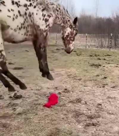 Somebody's feeling a little extra today