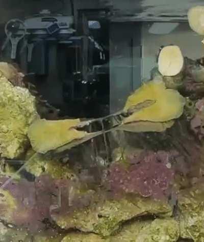 Sea Anemone reproducing by walking in different directions until it splits in half