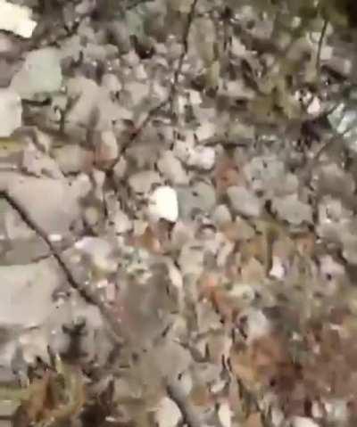 Two men crashed their motorbike into some thorny plants.