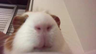 Sushi has an important announcement to say: