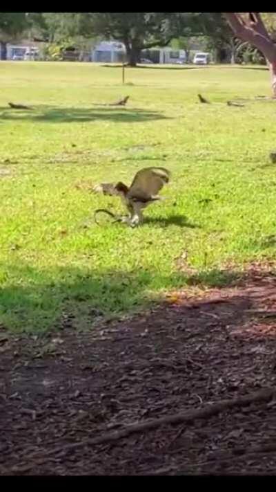 Hawk ends up surfing instead of snacking