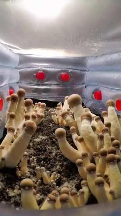 Mushrooms growing over 5 days.