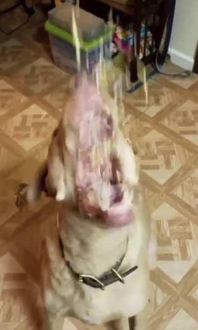 Nom nom (Credit: u/adamskeys)