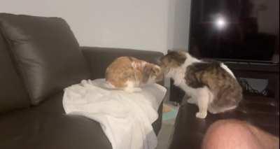 My rabbit was just minding her business, so of course the cat took that personally