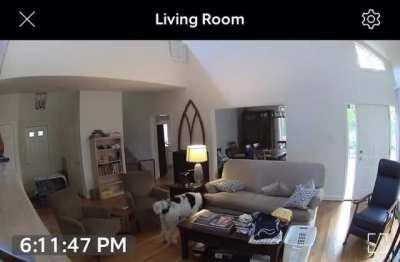 Dog on Dogberg Crime