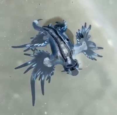 No that's clearly a water dragon