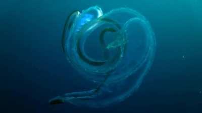 Venus girdle near Mapating Cave, Philippines