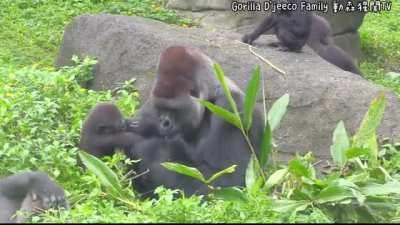 Male Gorillas tend to be incredibly patient with their young. Studies have shown that males who show the most interest in caring for their young, tend to be more succesful with the females