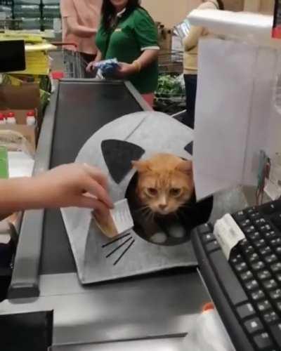 The kitty has chosen