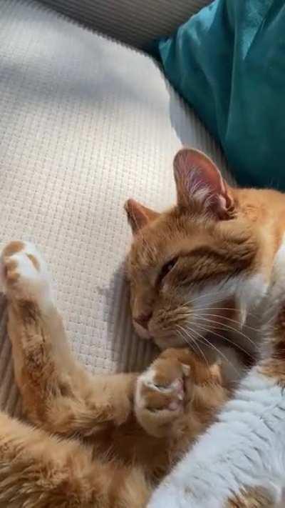 Pt. 2 of Mr. Kitty, just a snipped but he purs too!